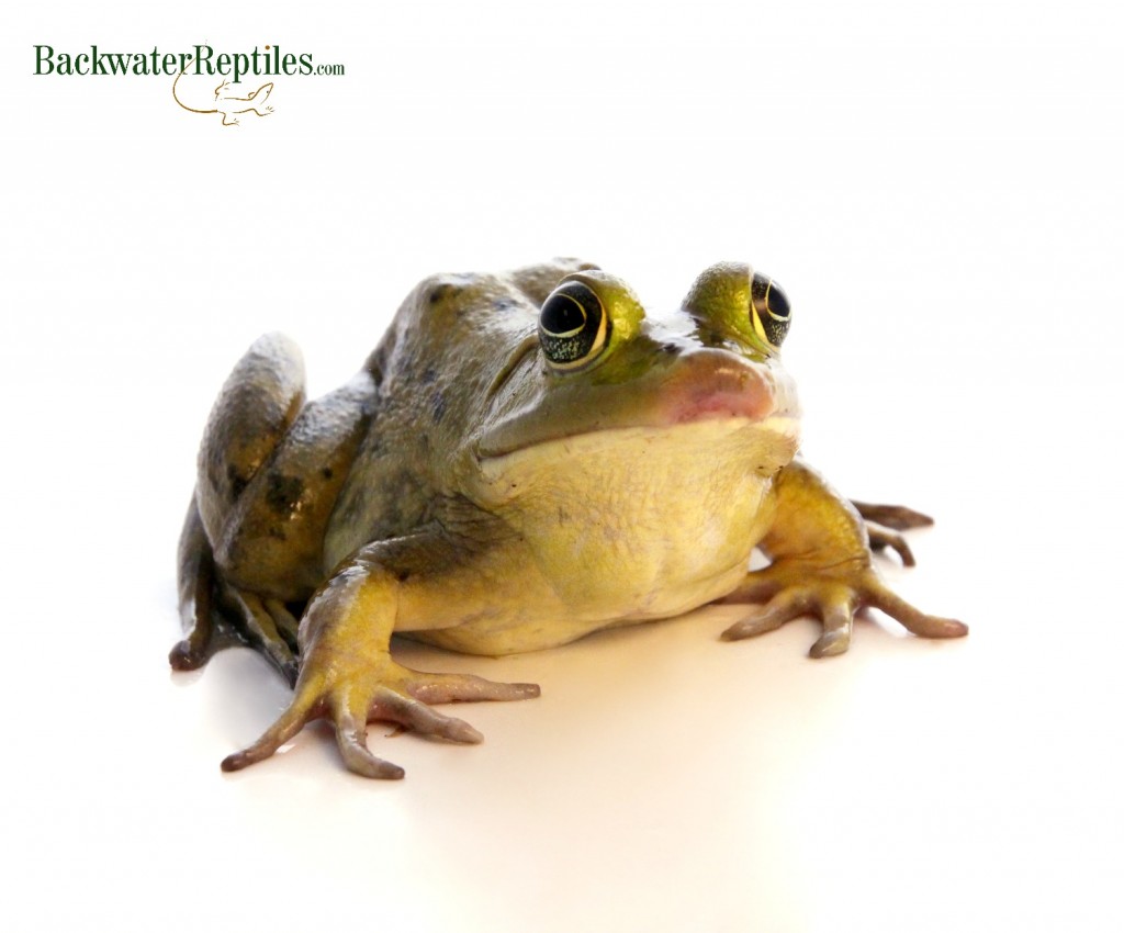 Do Bullfrogs Make Good Pets? | Backwater Reptiles Blog