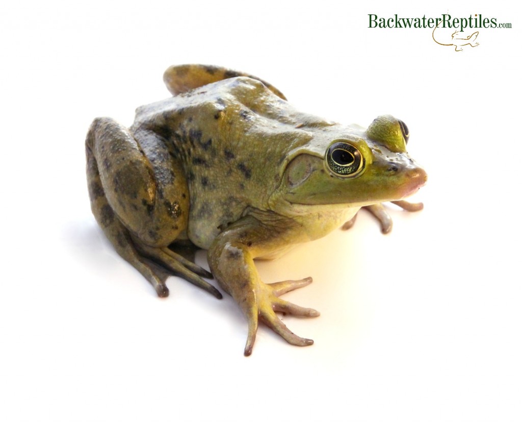 Pet Bullfrog