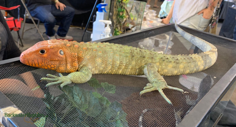 caiman lizard