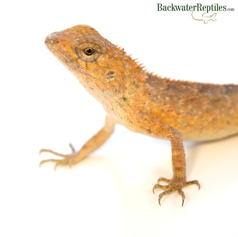 Calote Lizard Care | Backwater Reptiles Blog