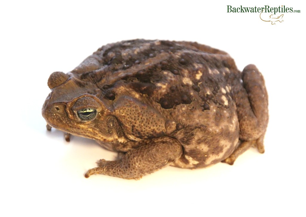 cane toad history