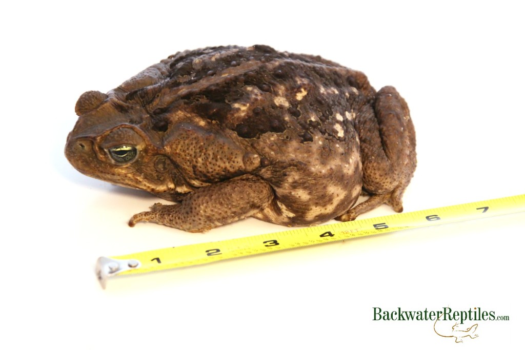 large cane toad