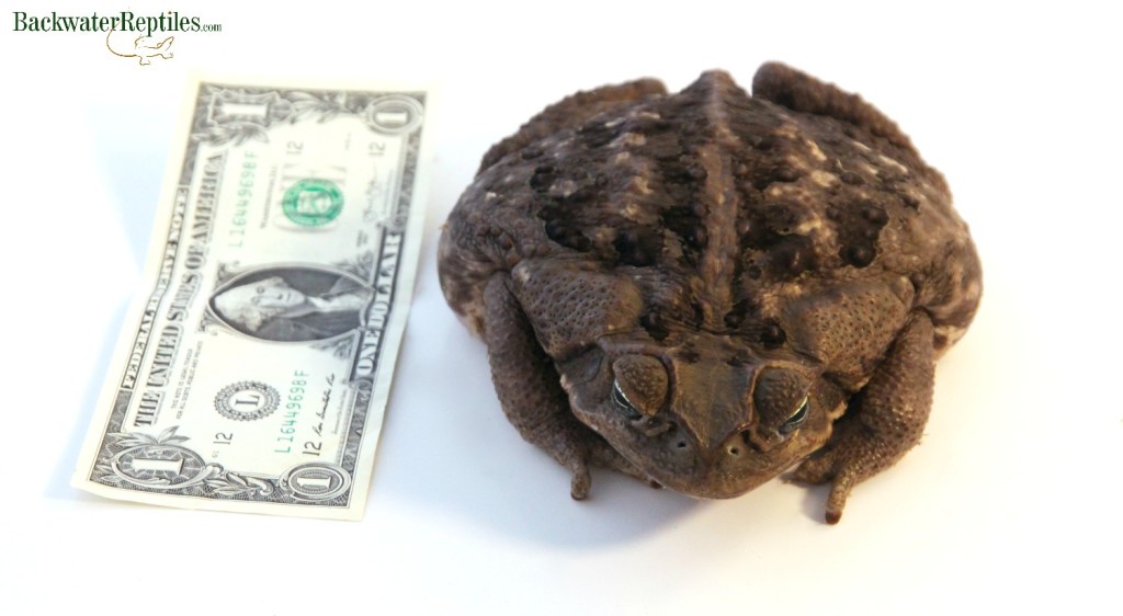 cane-toad-size