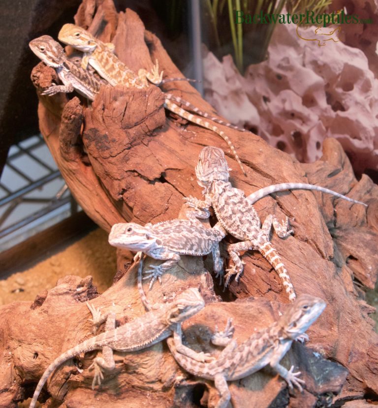 captive bred baby bearded dragons