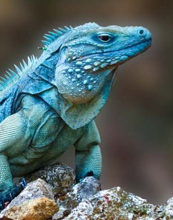 cayman island blue iguana