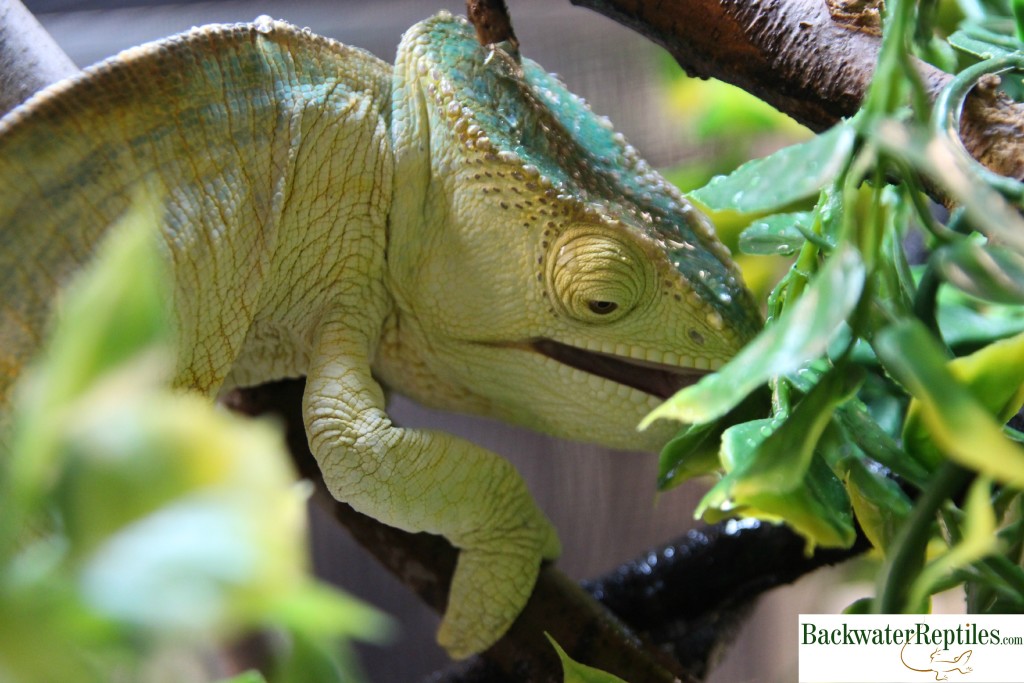 chameleon drinking