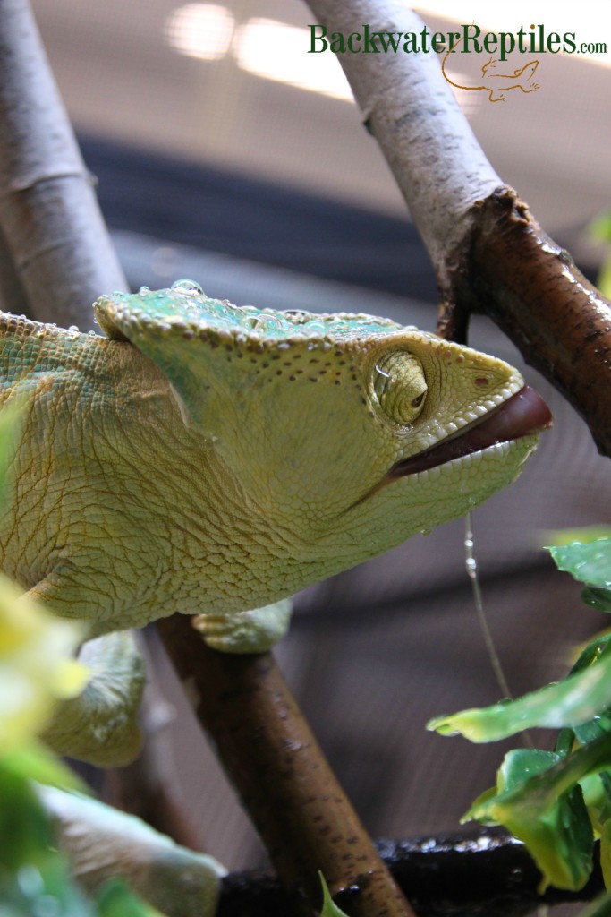 chameleon drinking water