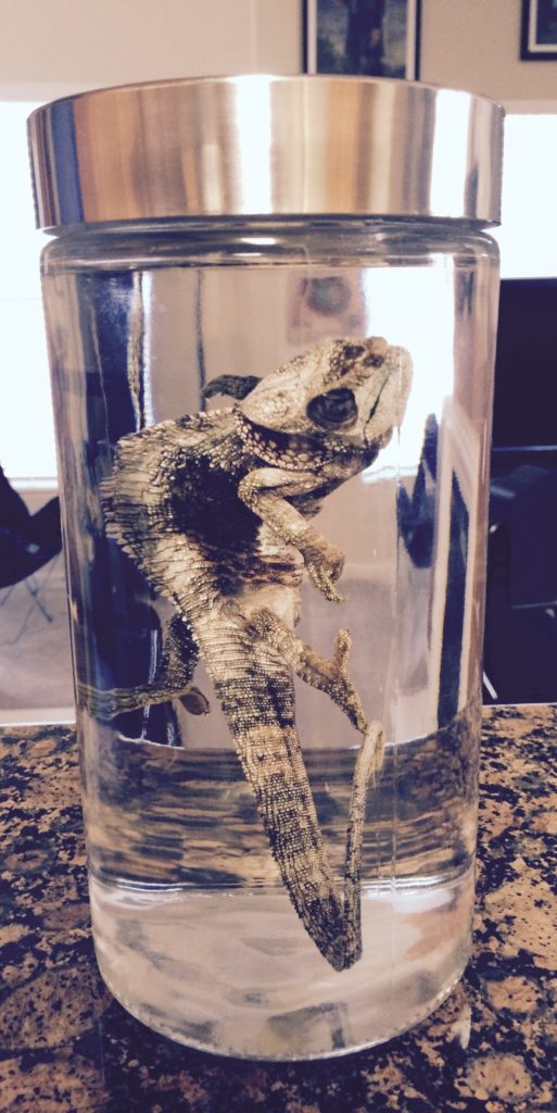 chameleon wet specimen