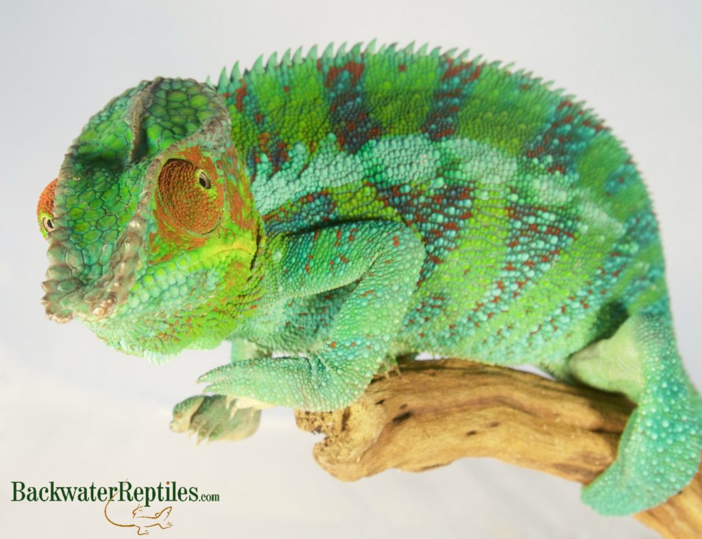 ambanja panther chameleon