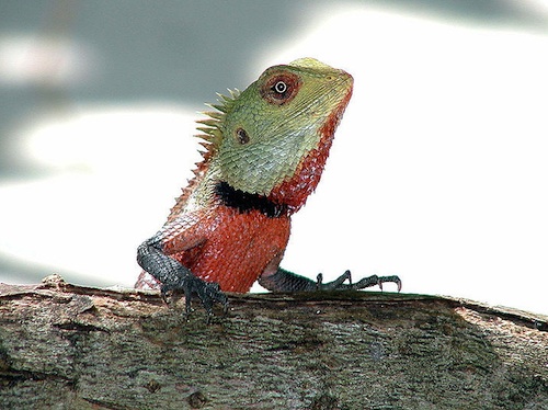 male calote lizard