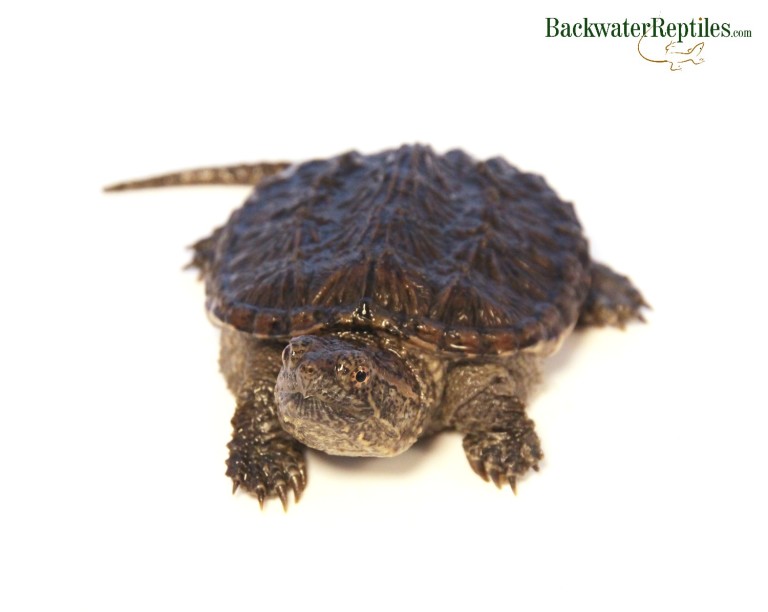 Common Snapping Turtle vs. Florida Snapping Turtle | Backwater Reptiles ...