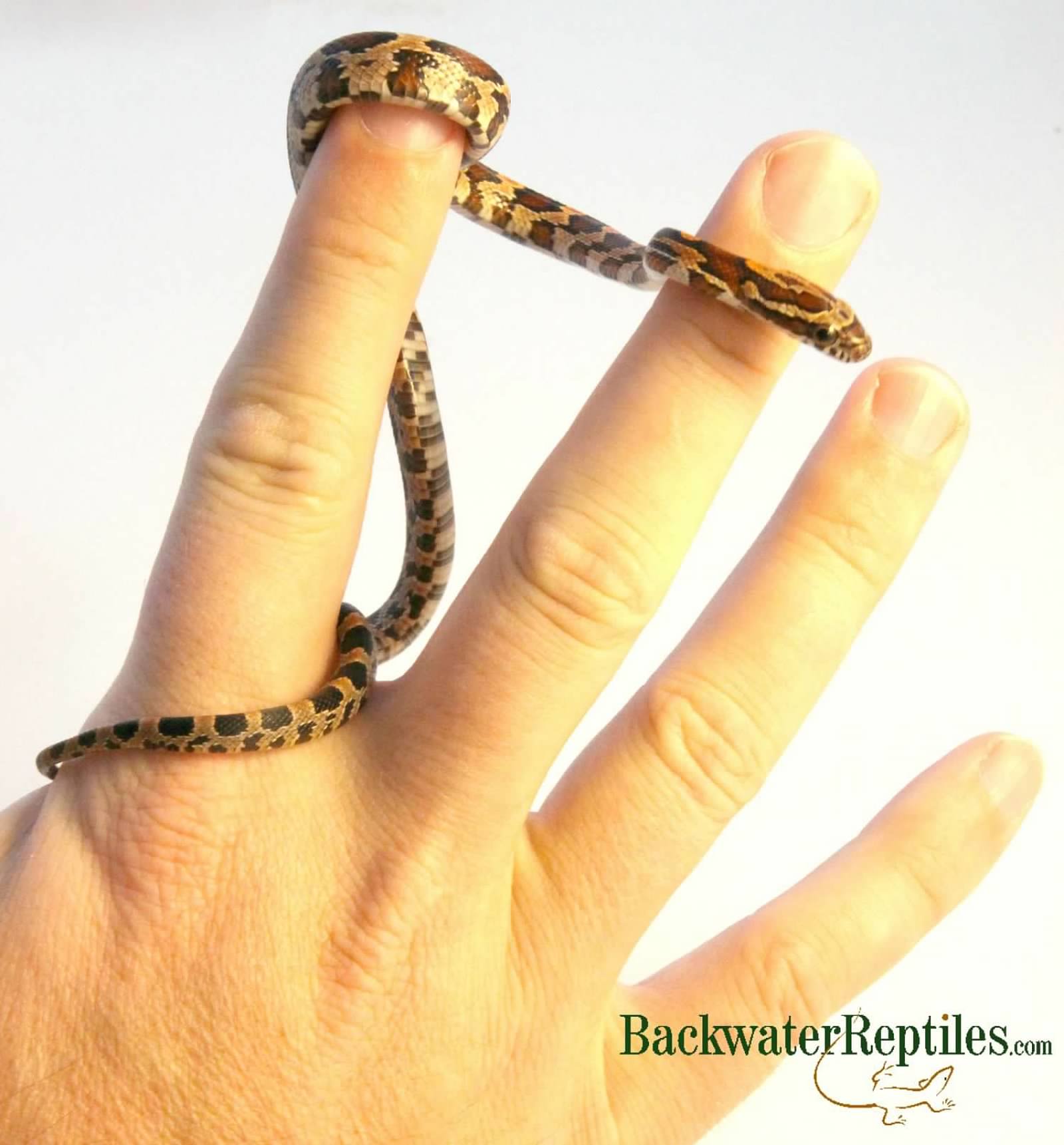 corn snake being held