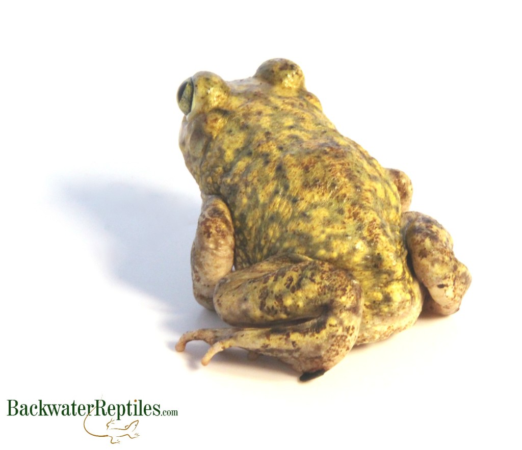 couchs spadefoot toad