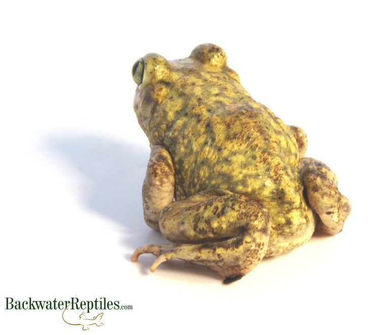 couchs-spadefoot-toad-backwater-reptiles-blog