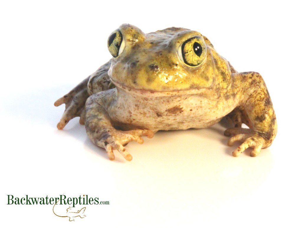 couchs spadefoot toad care