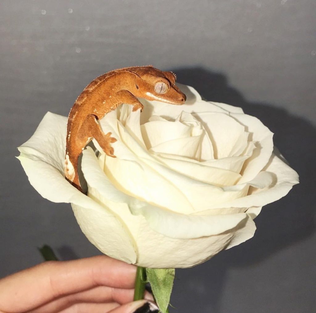 crested gecko care sheet