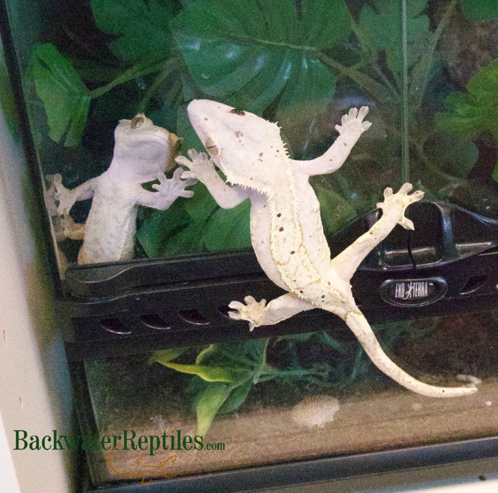 crested geckos