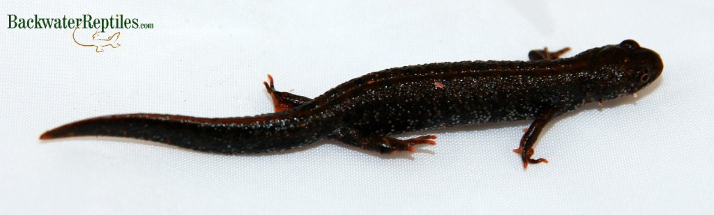 crested newt care sheet