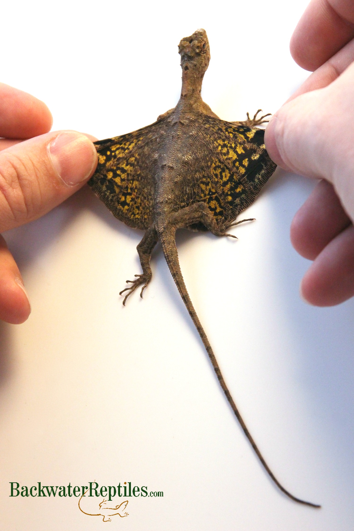 How to Care for Your Flying Dragon (Draco volans) | Backwater Reptiles Blog