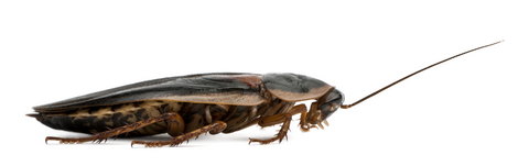 dubia roach breeding