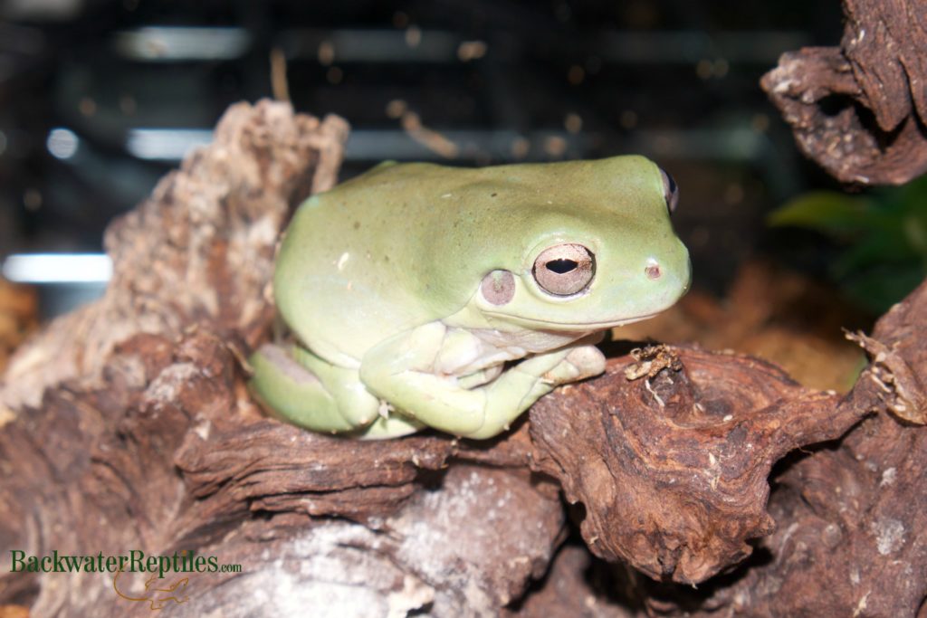 whites tree frog