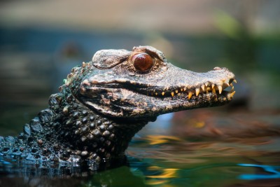 dwarf caiman