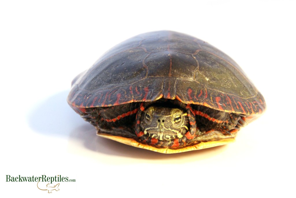 eastern painted turtle