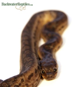 elephant trunk snake