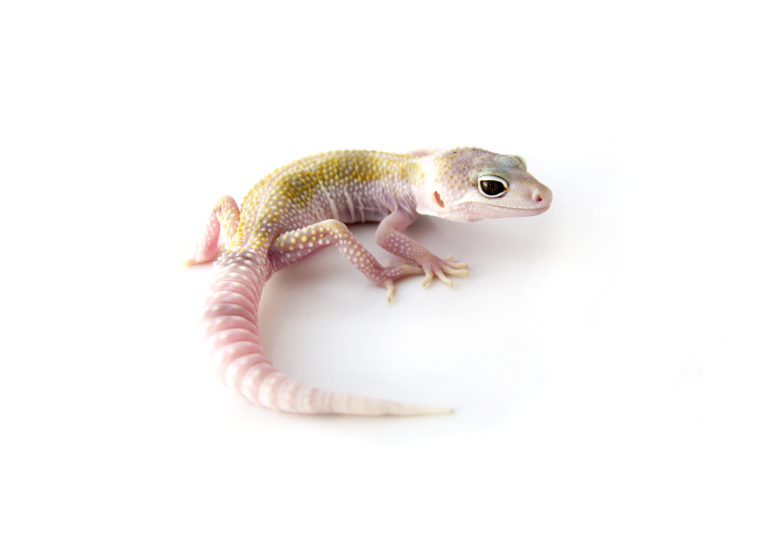 enigma leopard gecko