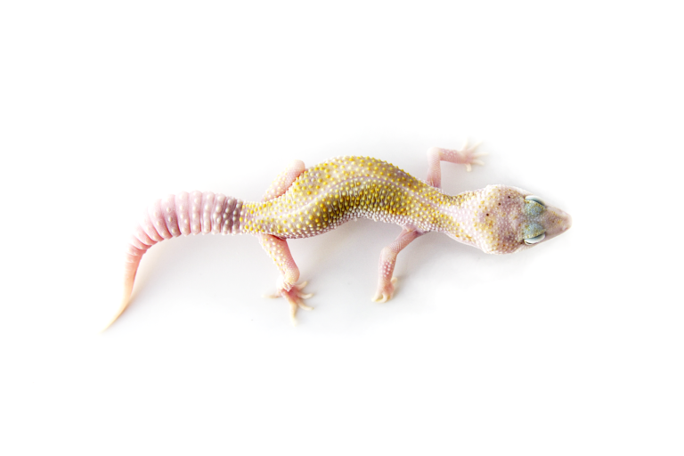 enigma leopard gecko morph