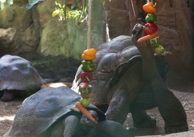 feeding enrichment at London Zoo