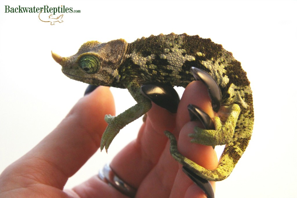 female chamaeleo merumontanus