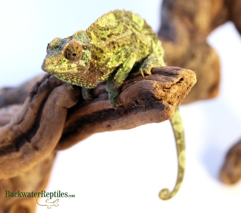 female jacksons chameleon