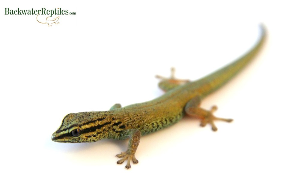 female williams blue cave gecko