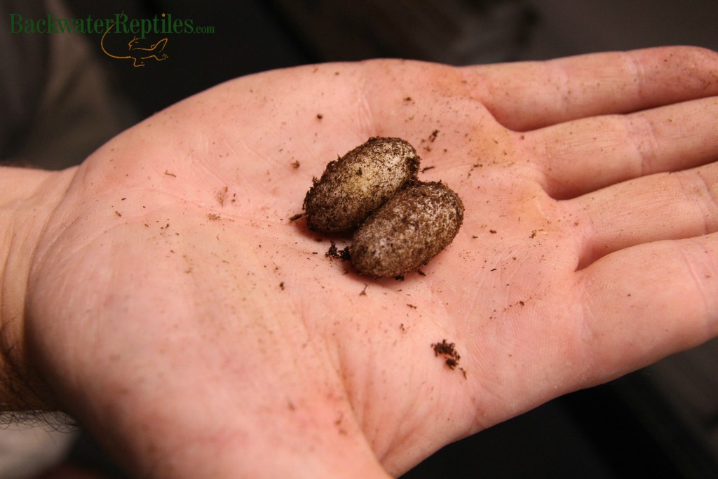 fertile leopard gecko eggs