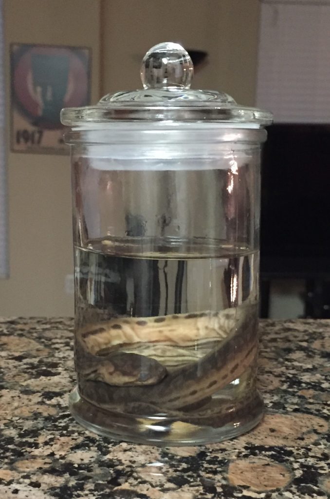 finished-wet-specimen