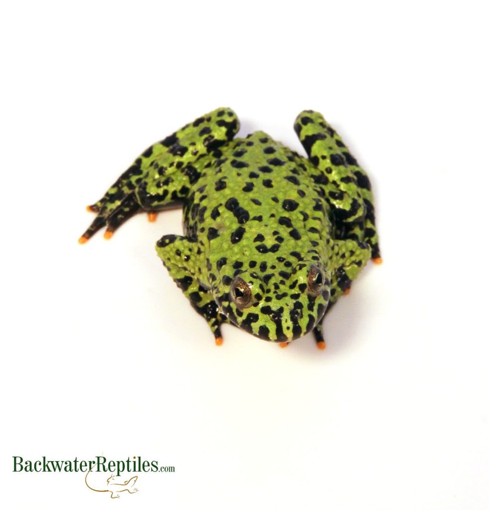 fire bellied toad care