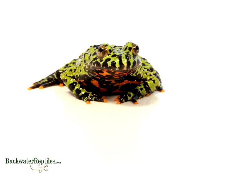 fore bellied toad underside