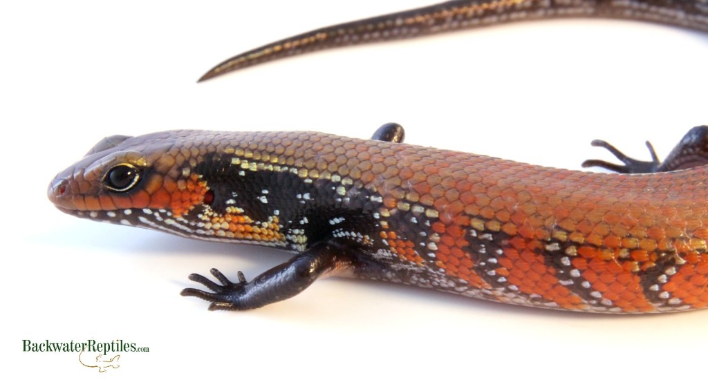 fire skink