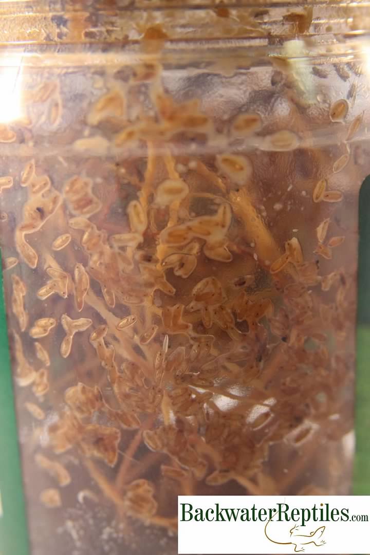 fruit flies as feeder insects