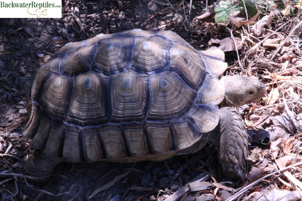 Geochelone sulcata