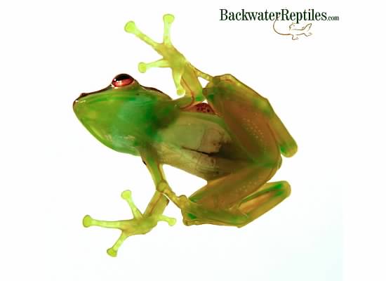 glass tree frog underside