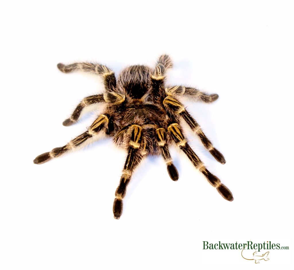 golden knee tarantula