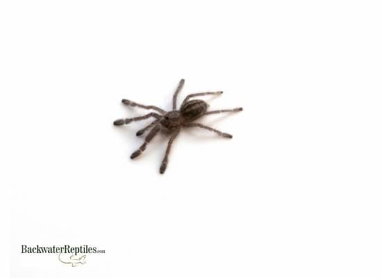 gooty sapphire spiderling