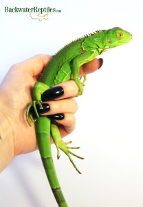 hatchling iguana iguana