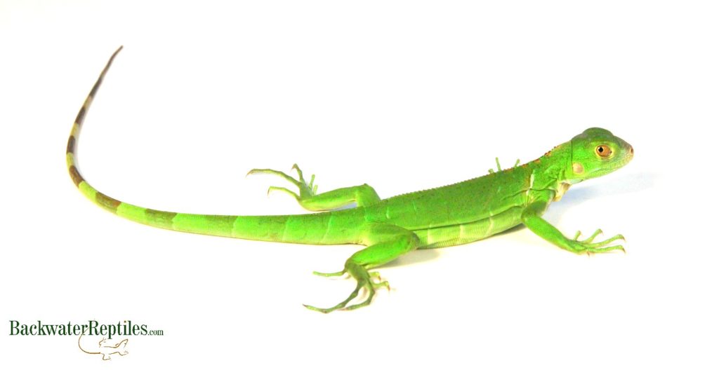 green iguana juvenile