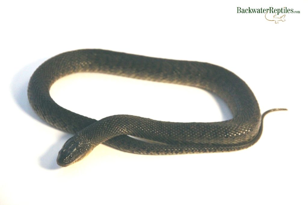 green water snake