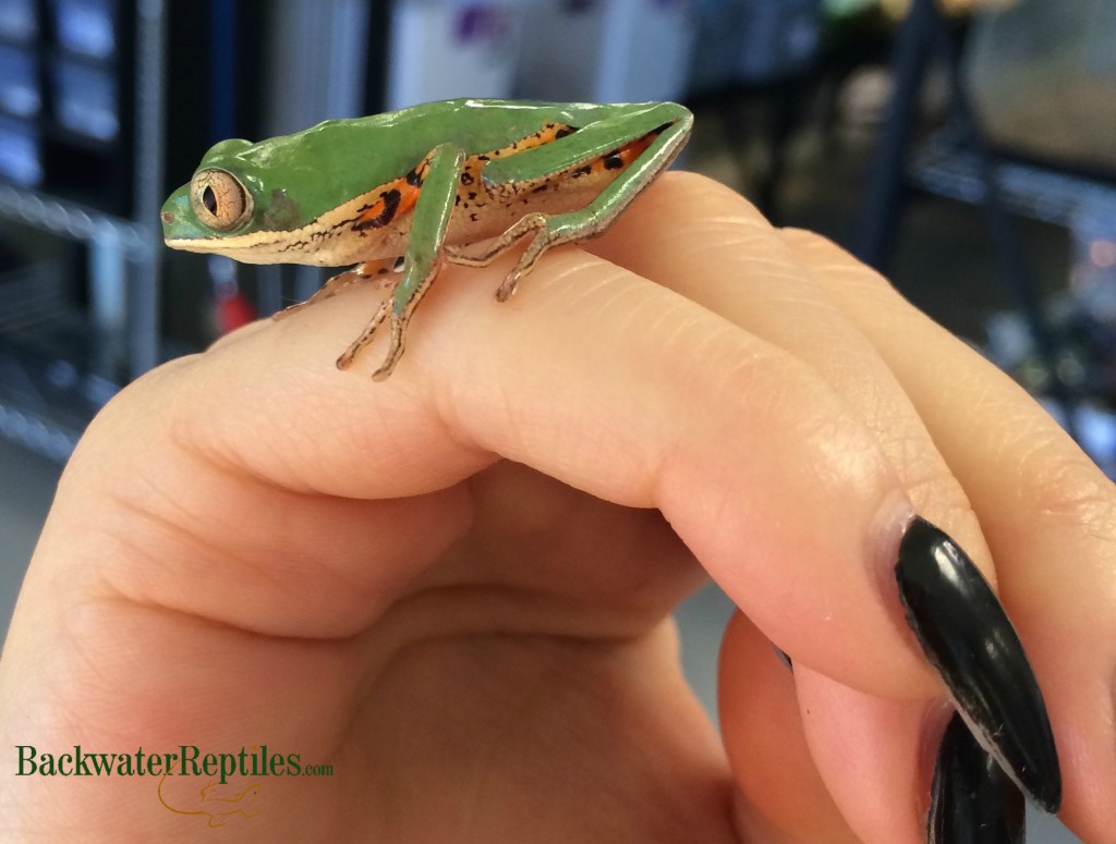 handling a tiger leg tree frog