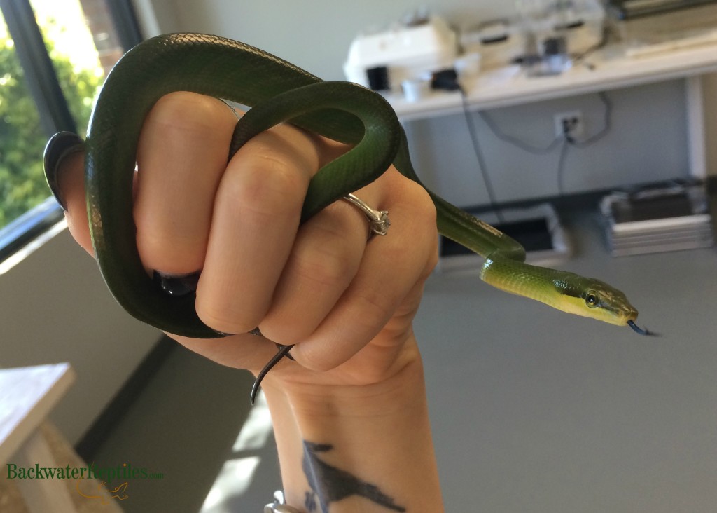 handling your green rat snake