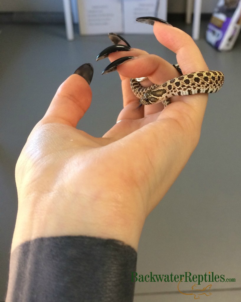 handling your western hognose snake